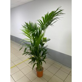 Пальма Ховея высота 160-170 см.