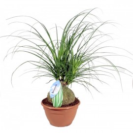 Нолина высота 40 см