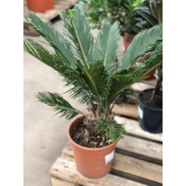 Цикас Революта высота 65 см