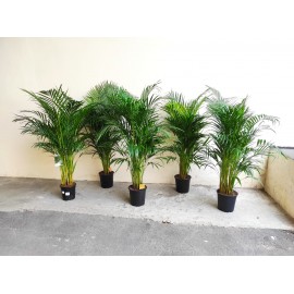 Акция! Арека хризалидокарпус  150 см