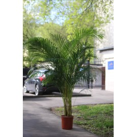 Пальма Арека высота 200 см.