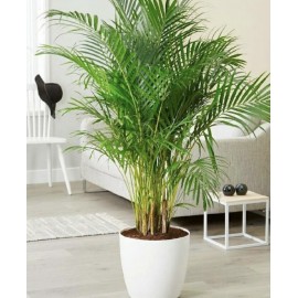 Арека 170 см., в кашпо с автополивом 