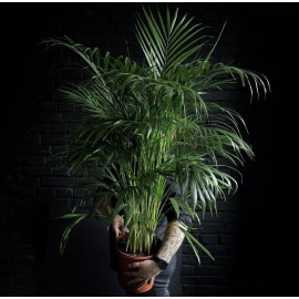 Арека Хризалидокарпус высота 130 см