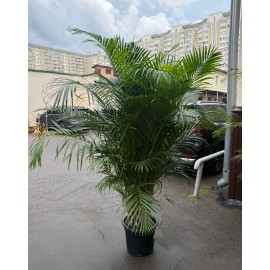 Арека Хризолидокарпус высота 200 см