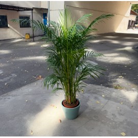 Арека Дипсис высота150 см., в кашпо 