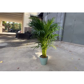 Арека Дипсис в кашпо высота 120 см.
