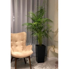 Арека в черном кашпо с автополивом высота 160 см.