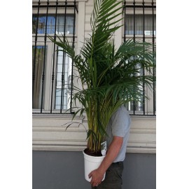 Арека  хризалидокарпус высота 120 см