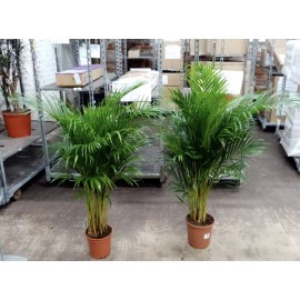 Арека высота 165 см.