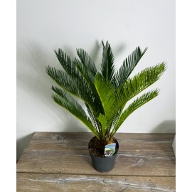 Пальма Цикас высота 55 см