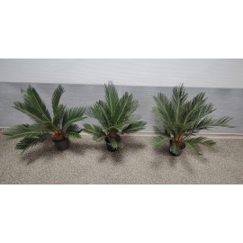 Пальма Цикас высота 60 см.