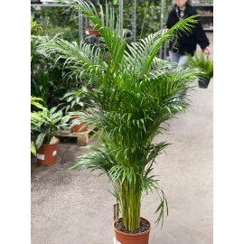 Арека Хризолидокарпус высота 160 см