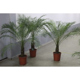 Финиковая пальма высота 150 см.