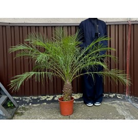 Финиковая пальма высота 120 см