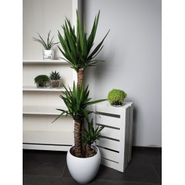 Юкка 3 ствола высота 150 см., в кашпо 