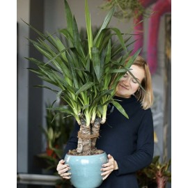 Юкка в керамике