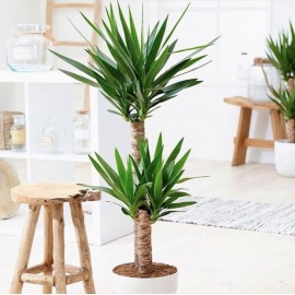 Юкка в кашпо высота 160 см