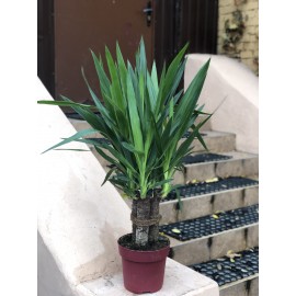Юкка 3 ствола высота 100 см