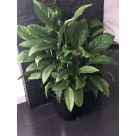 Спатифиллум в чёрном кашпо с автополивом 