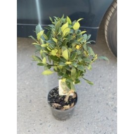 Лавр высота 70 см