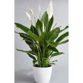 Спатифиллум в кашпо с автополивом высота 120 см