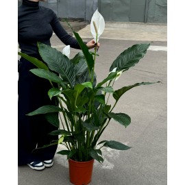 Спатифиллум Даймонд высота 120 см.