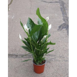 Спатифиллум высота 70 см