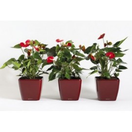 Антуриум в кашпо с автополивом