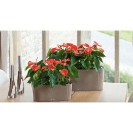 Композиция из антуриумов в кашпо