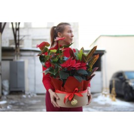 Коробка с новогодними растениями