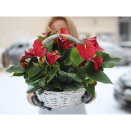 Антуриум в корзине 