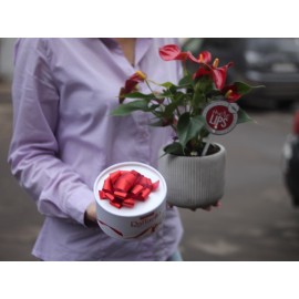 Праздничный антуриум + рафаелло 