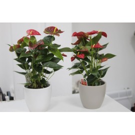 Красный Антуриум в керамическом кашпо