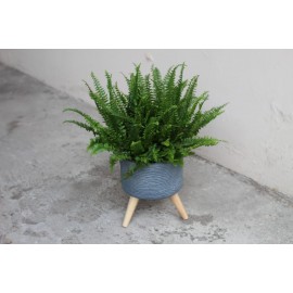 Верный друг