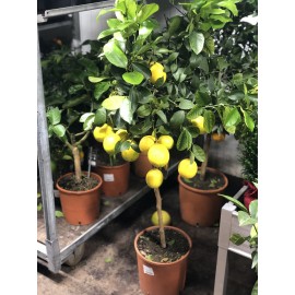 Лимонное дерево 120 см.