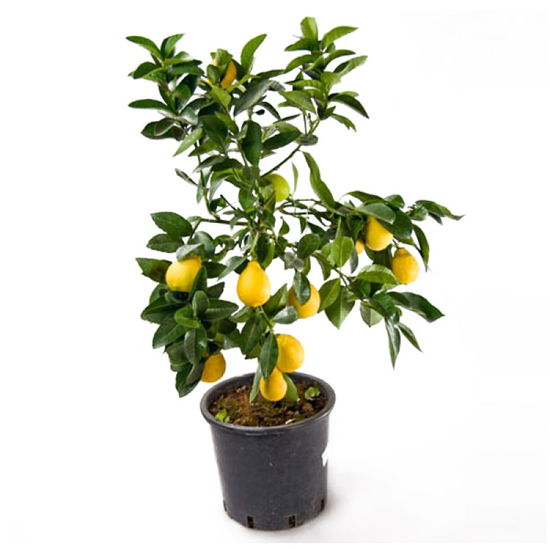 Лимон высота 100-120 см.