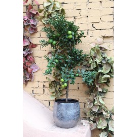 Настоящий мандарин!