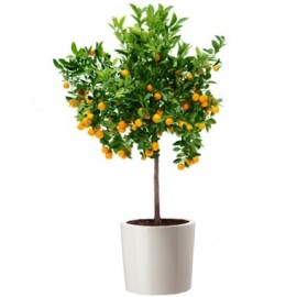 Мандариновое дерево, высота 70-80 см.