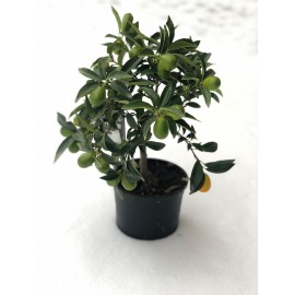 Кумкват с плодами высота 40 см.