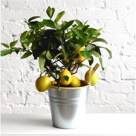 Лимон в ведерке 