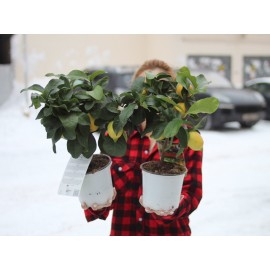 Лимонный хит