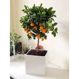 Твой мандариновый подарок!