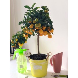Мандариновое дерево в ведре