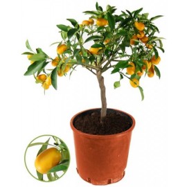 Кумкват, высота 70-80 см.