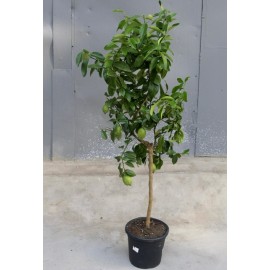 Лимон с плодами высотой 2 метра!