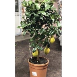 Лимонное дерево 85-90 см.