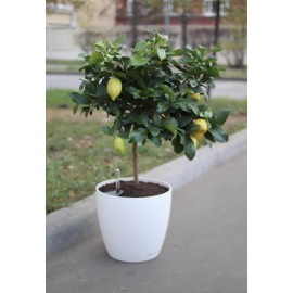 Лимонное дерево 90 см., в кашпо с автополивом
