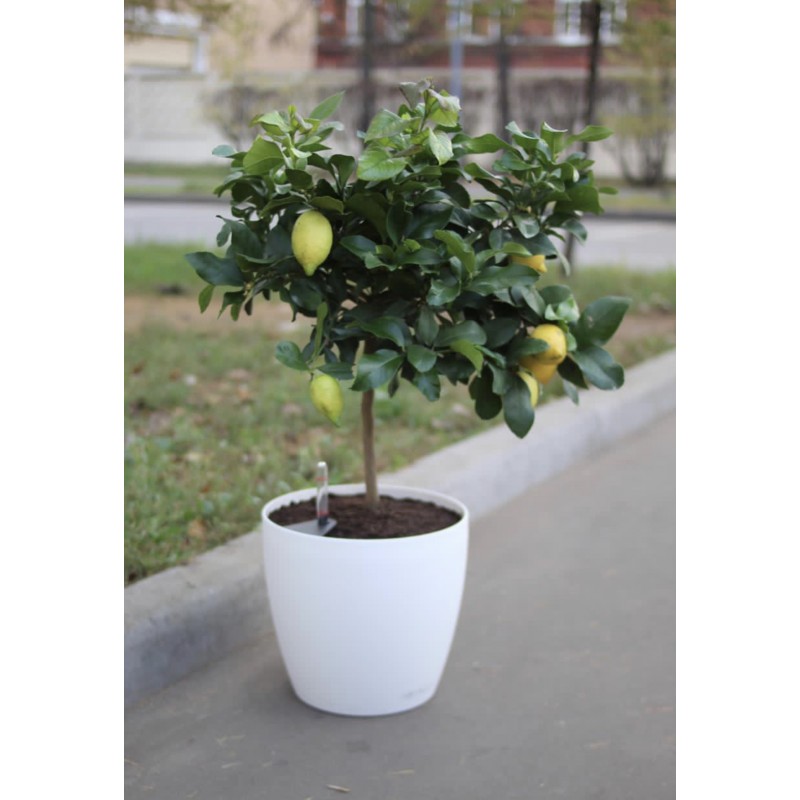 Лимонное дерево 90 см., в кашпо с автополивом