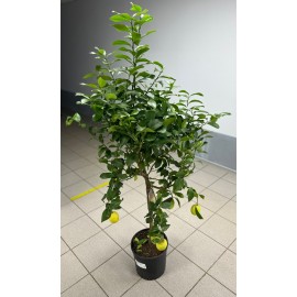 Лимон высотой 1,5 метра 