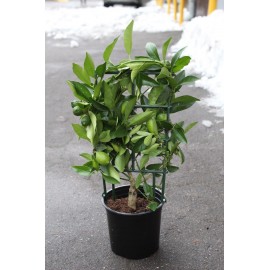 Лимон на решётке 45 см.